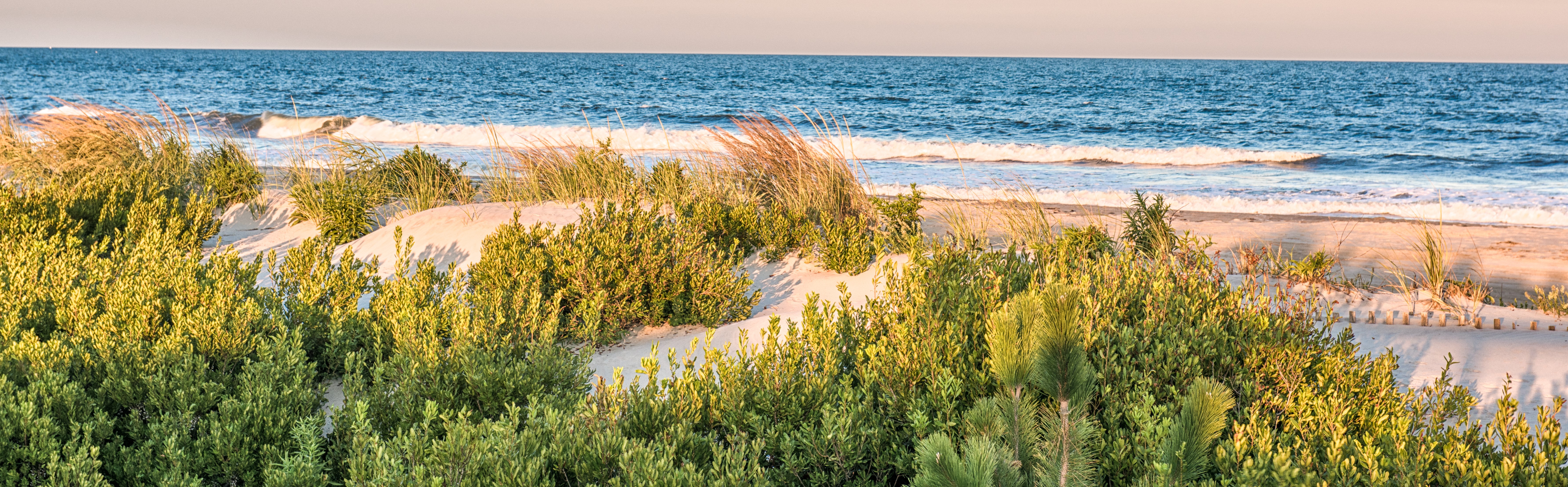 [NJ Beaches.org banner]